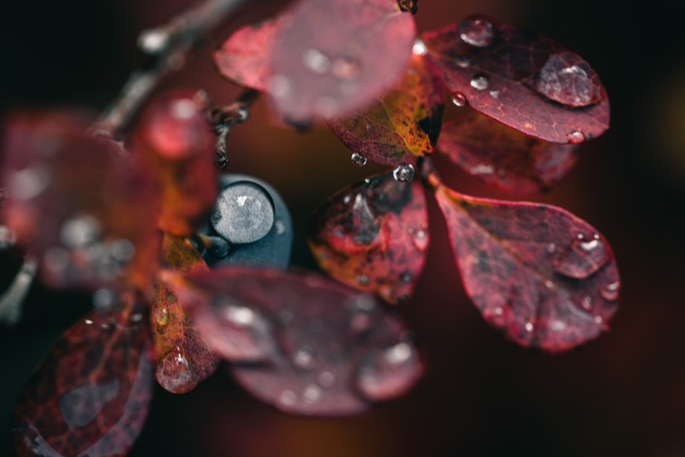 Autumn Landscape edited with free Capture One Styles