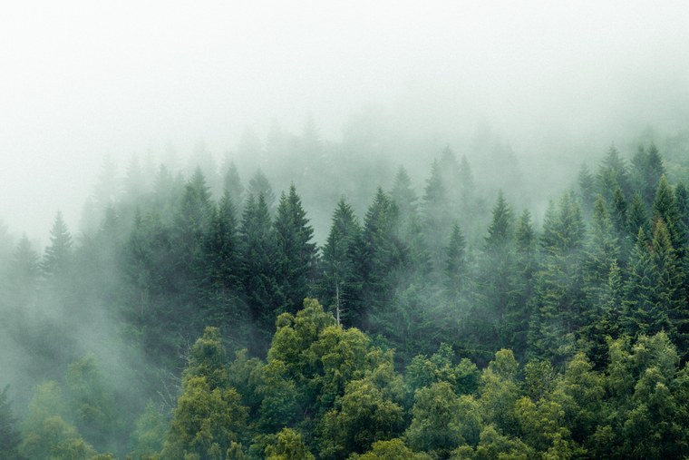 Foggy forest landscape edited with free Capture One Styles