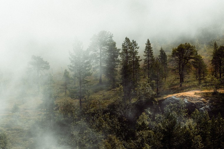 Atmospheric forest landscape edited with free Capture One Styles