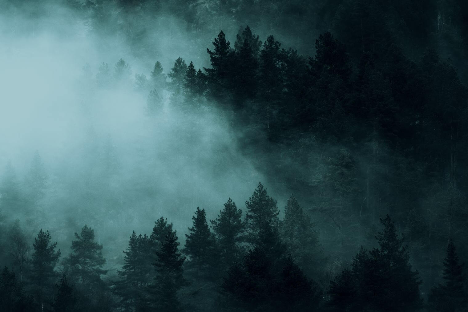 Dark and moody forest in the mountains