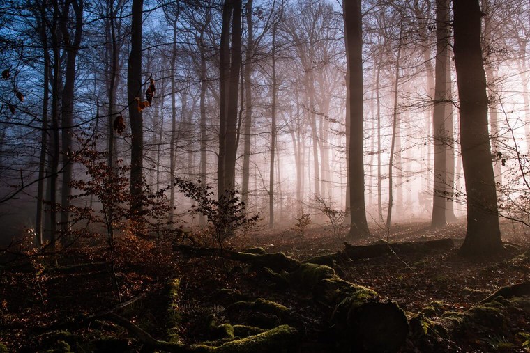 Lightroom Presets for Atmospheric Forest Photography