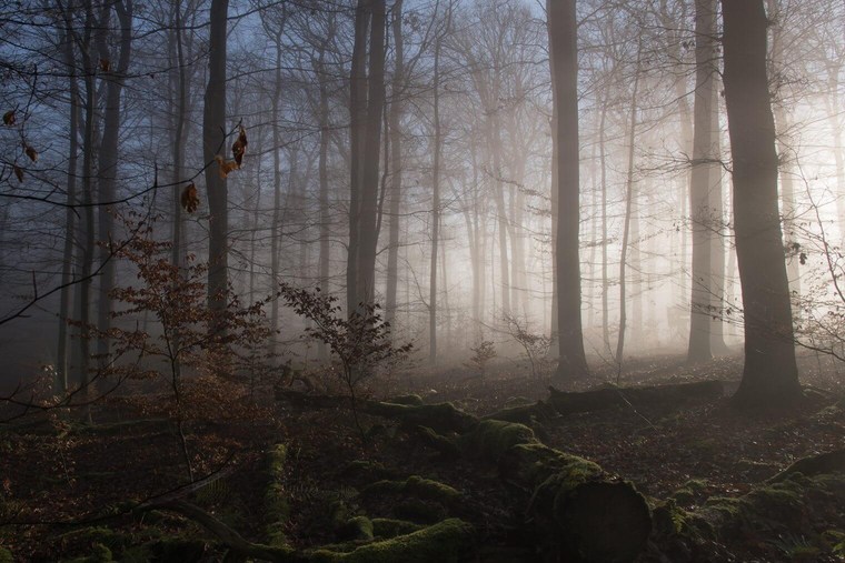 Unedited Forest Image