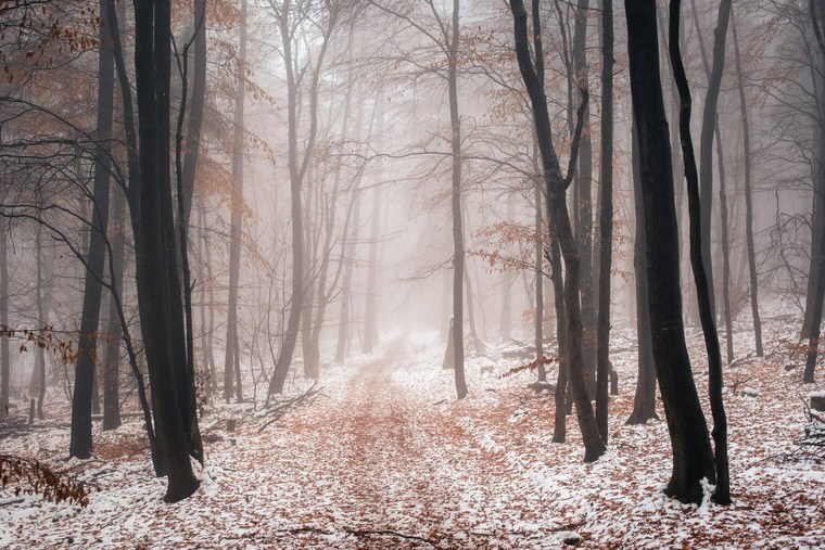 Winter Forest Landscapes Lightroom Presets