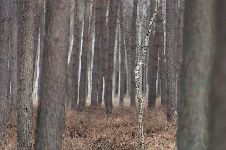 Unedited Forest Image