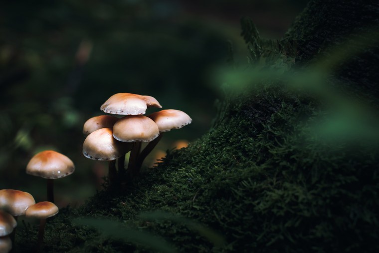 Dark Flora Lightroom Presets