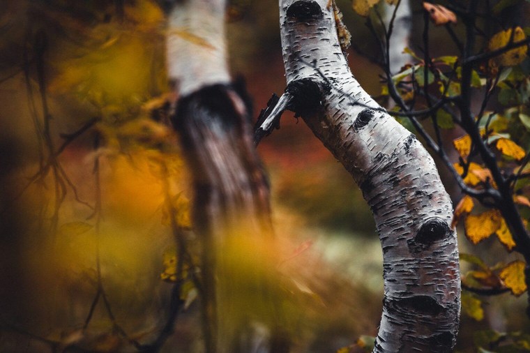 Dark Autumn Forest Lightroom Presets