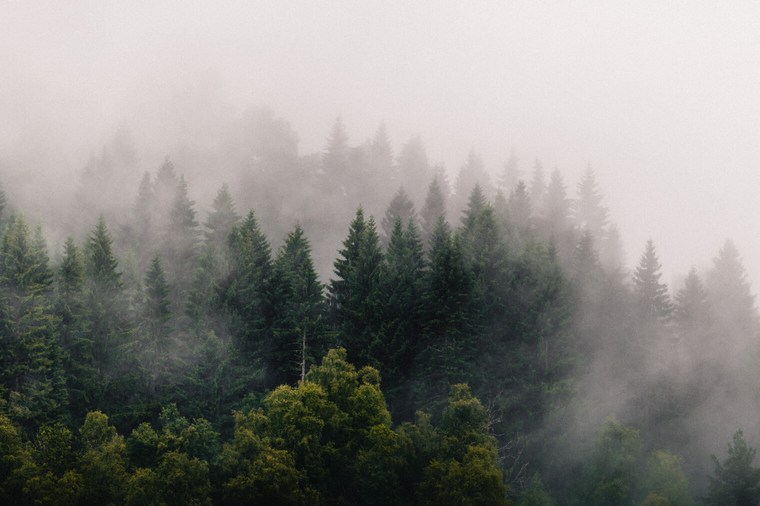 Lightroom Presets for Forest Landscapes - Look 2