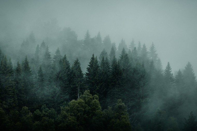 Lightroom Presets for Forest Landscapes - Look 3