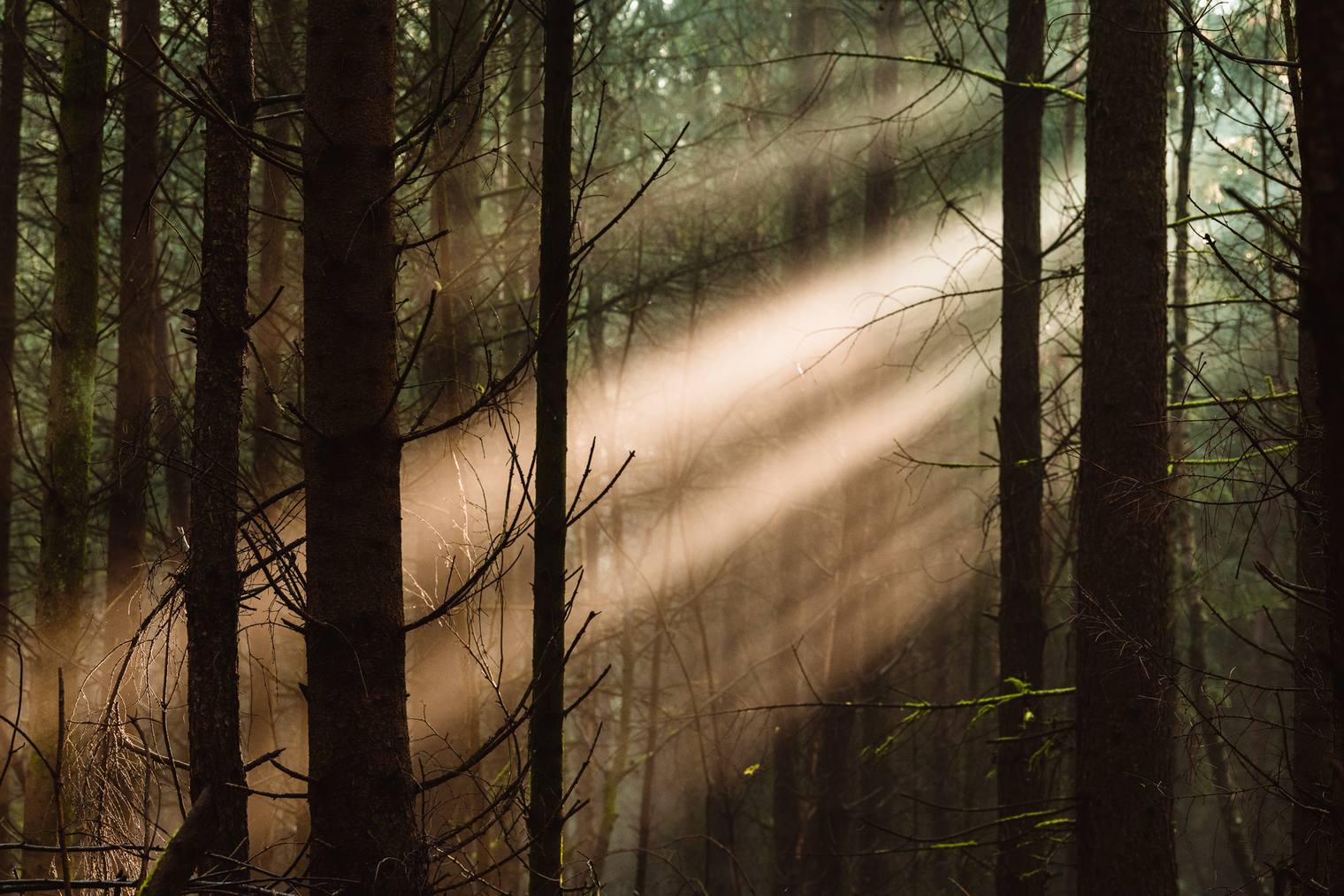 Forest landscape photo edited with Landscape Essentials Lightroom Presets
