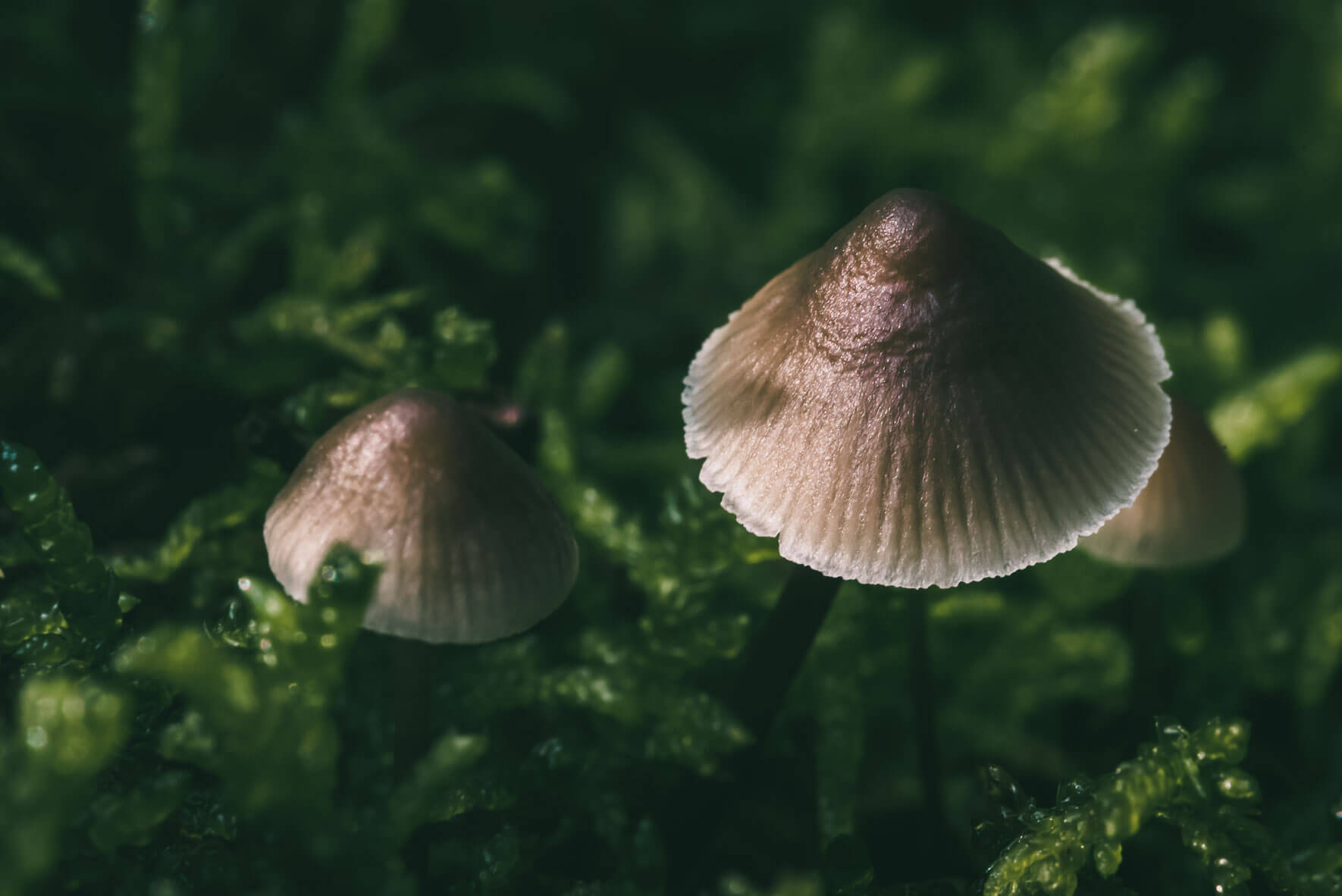 Macro photograph of fungi on moss