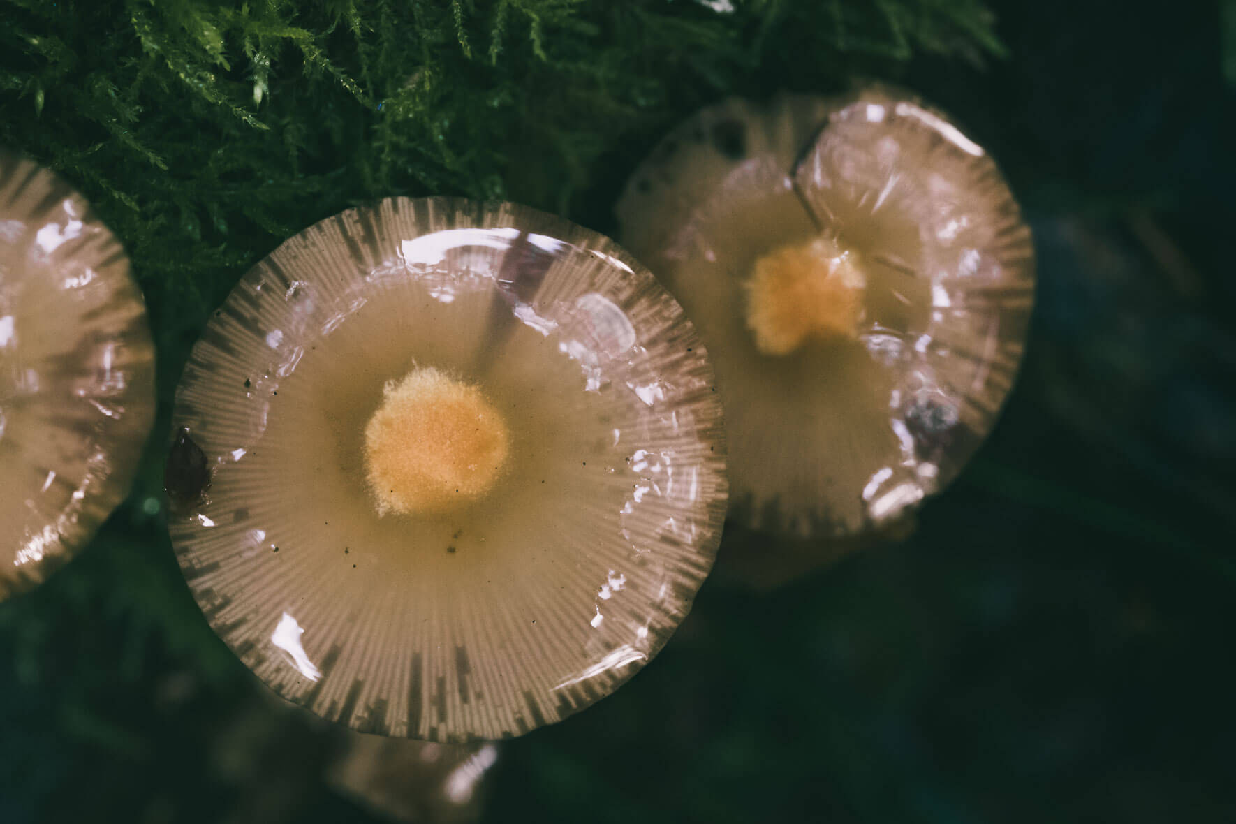 Detail view of wet mushrooms