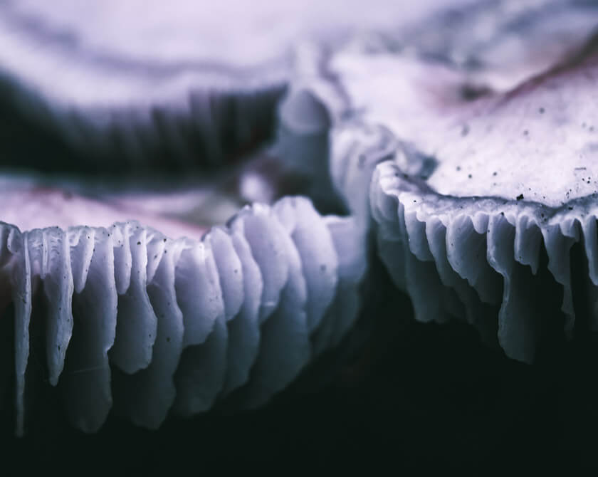 Abstract Macro Photography of Mushrooms