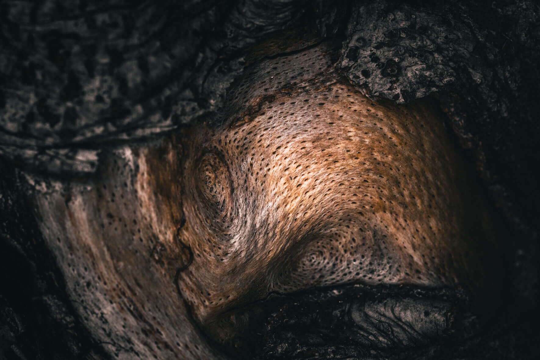 Abstract details of driftwood on the beach of Rügen island, Germany