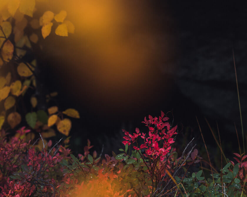 Moody Forest Photography of Norway by Jan Erik Waider