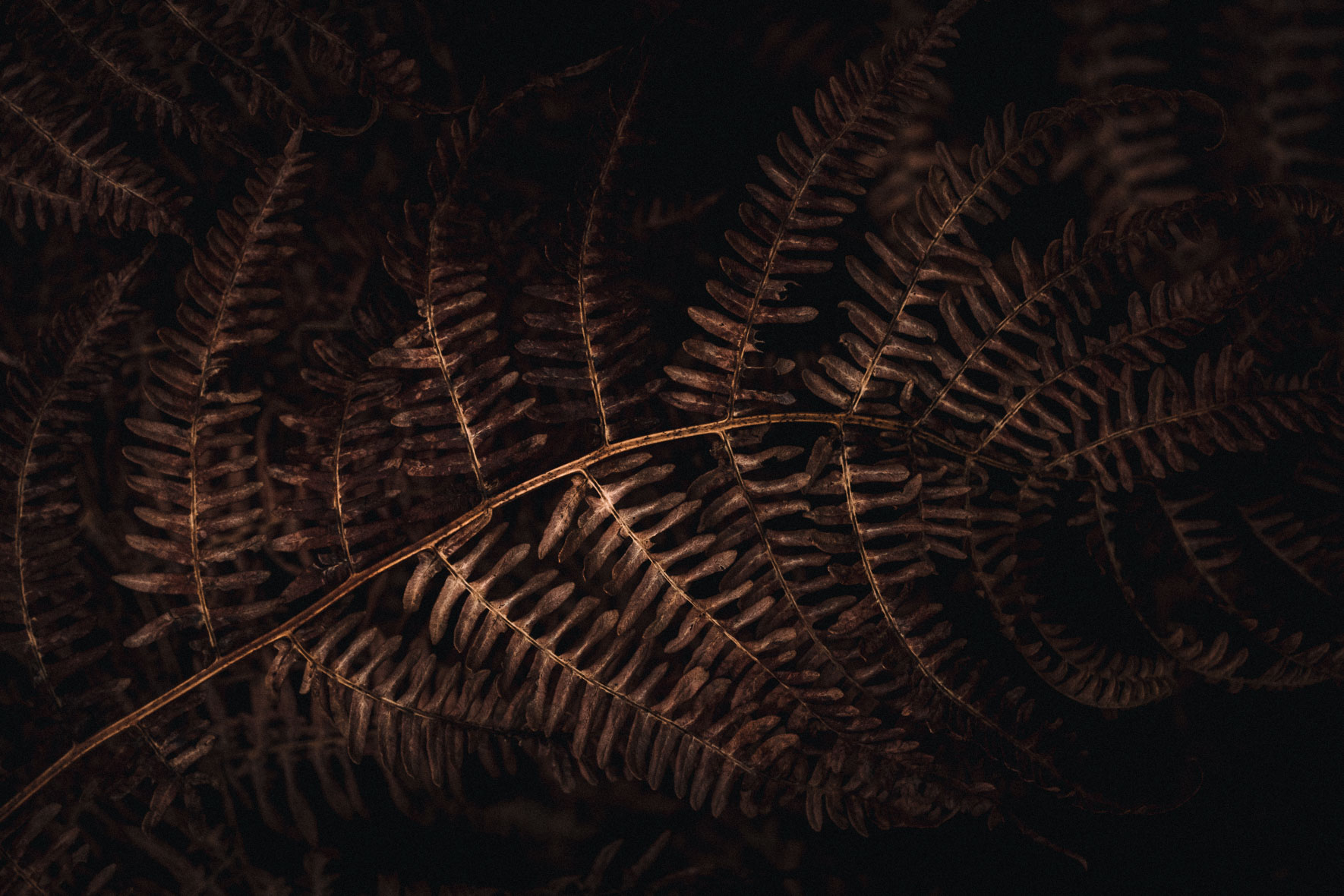 Fern in dark autumn colours