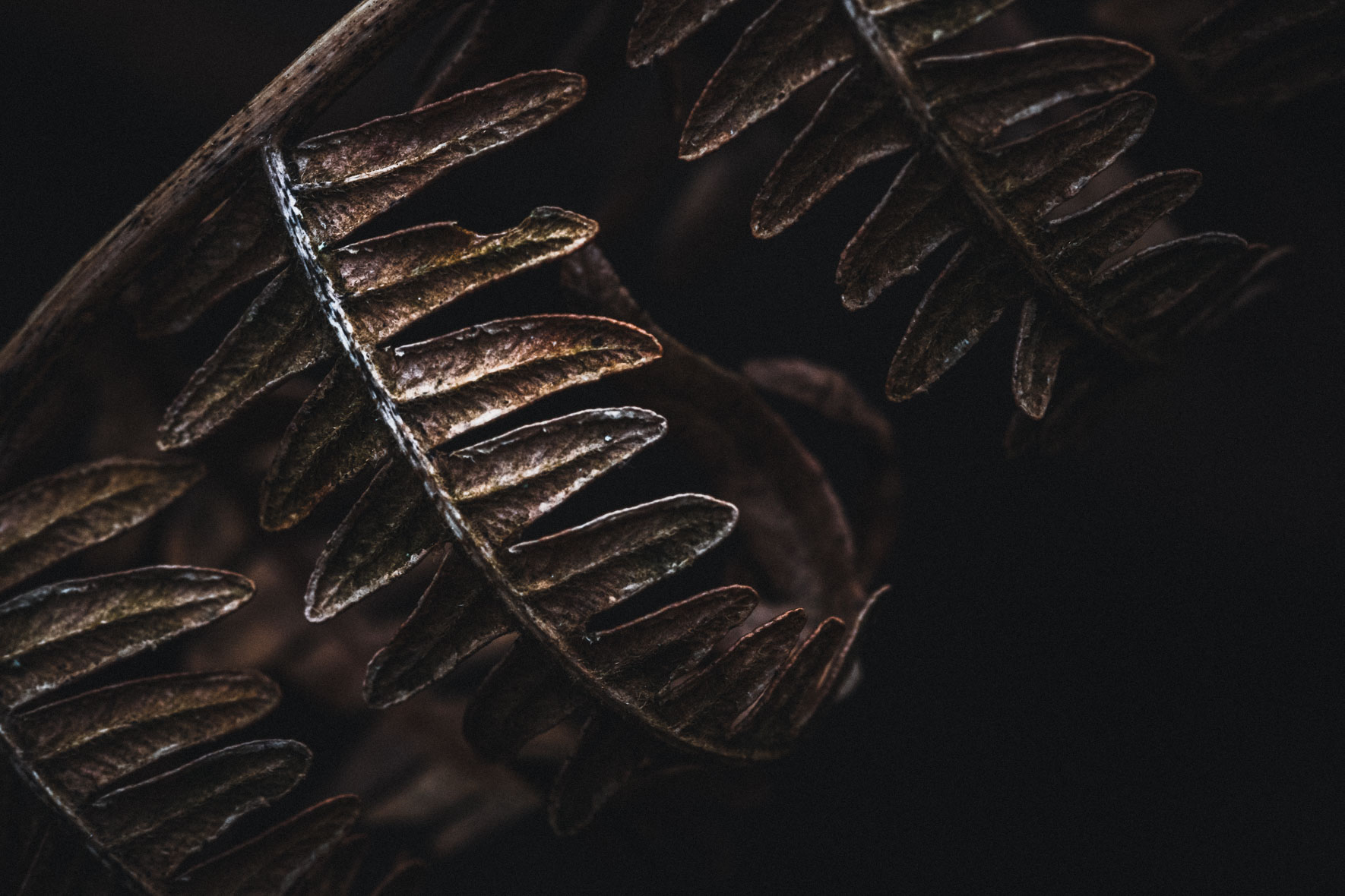 Dark leaves in autumn light