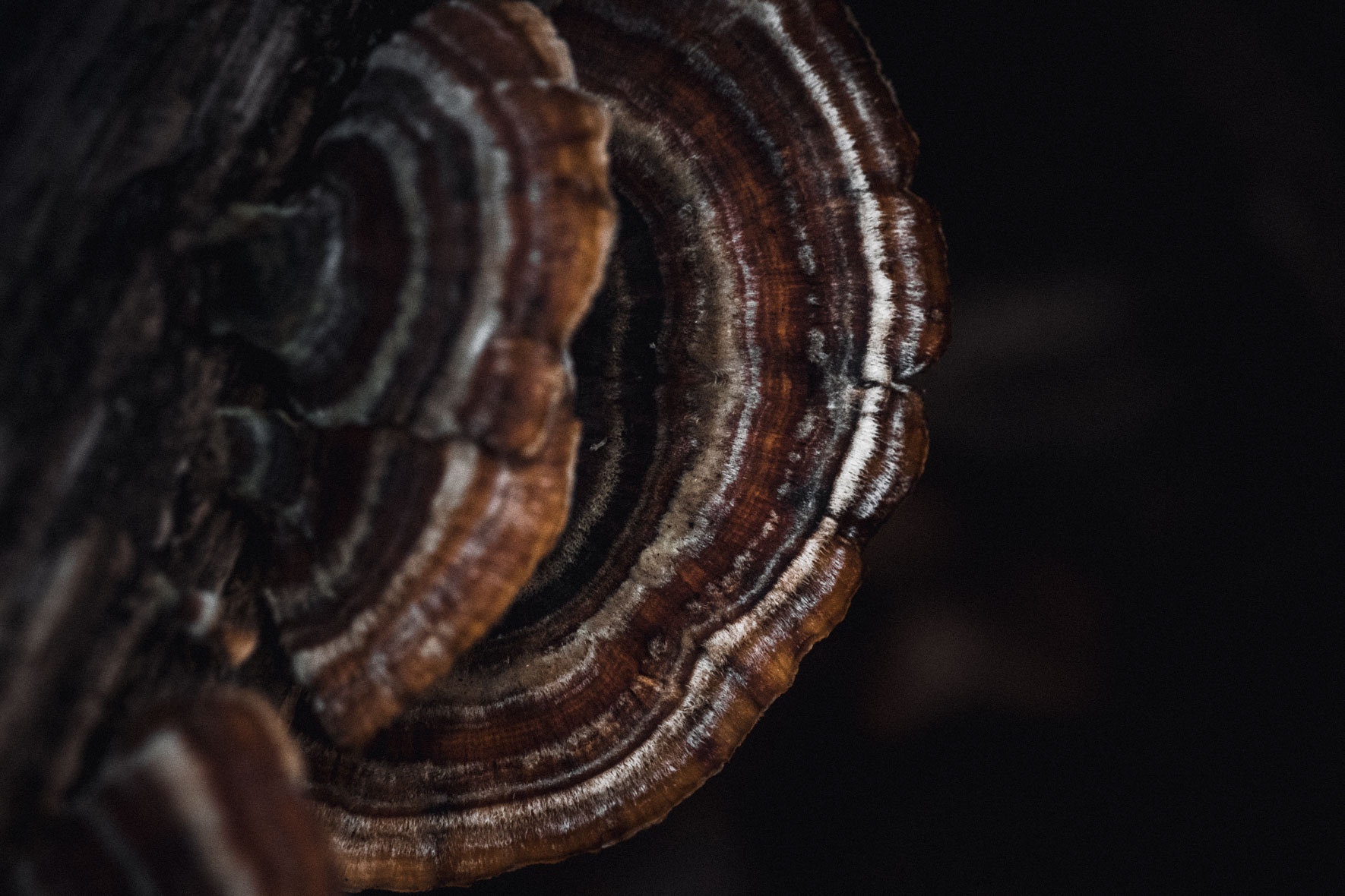 Dark mushrooms in the forest