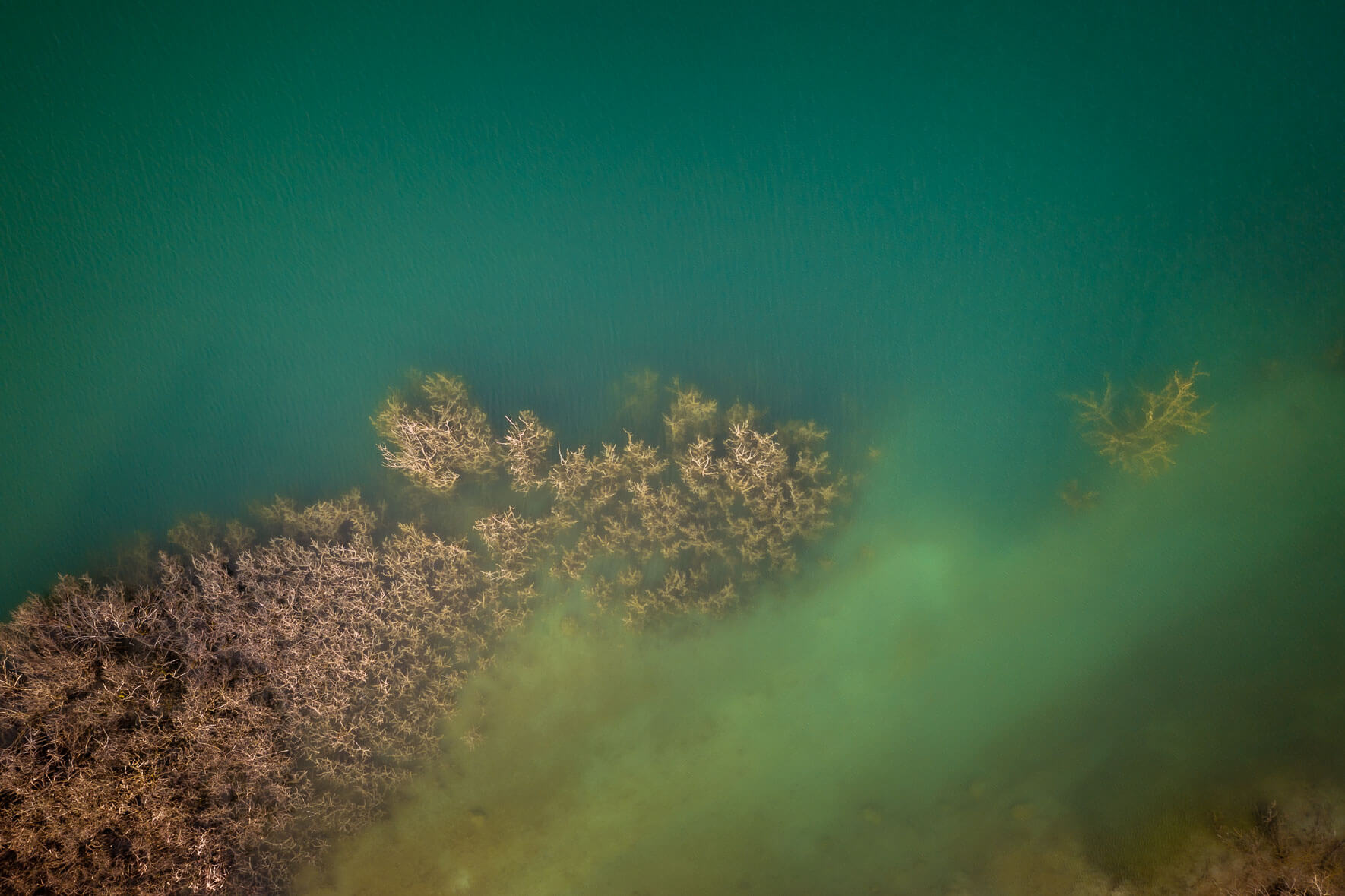Turquoise lake with dead trees and grass