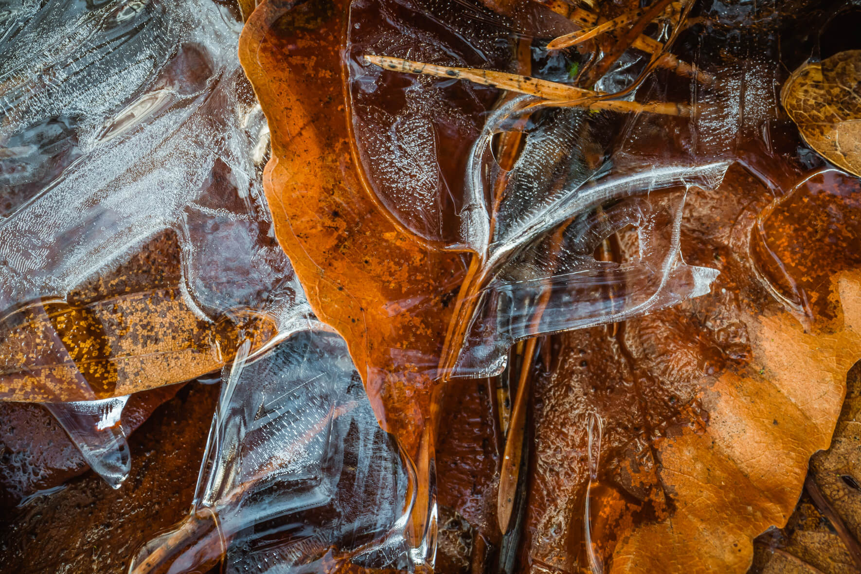 Winter Macro Photography of Frozen Leaves with Ice