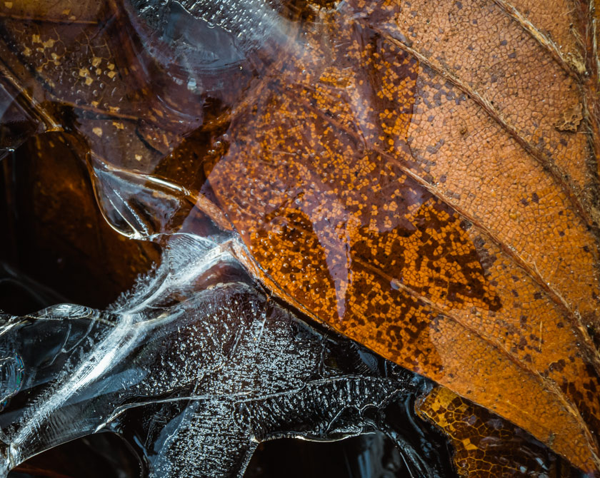 Abstract Macro Photography of Leaves in Frozen Puddle