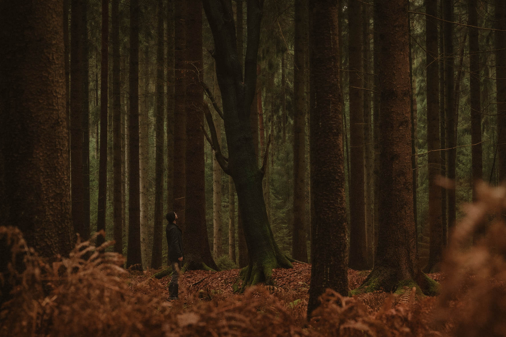 Atmospheric autumn forest with man among withered ferns