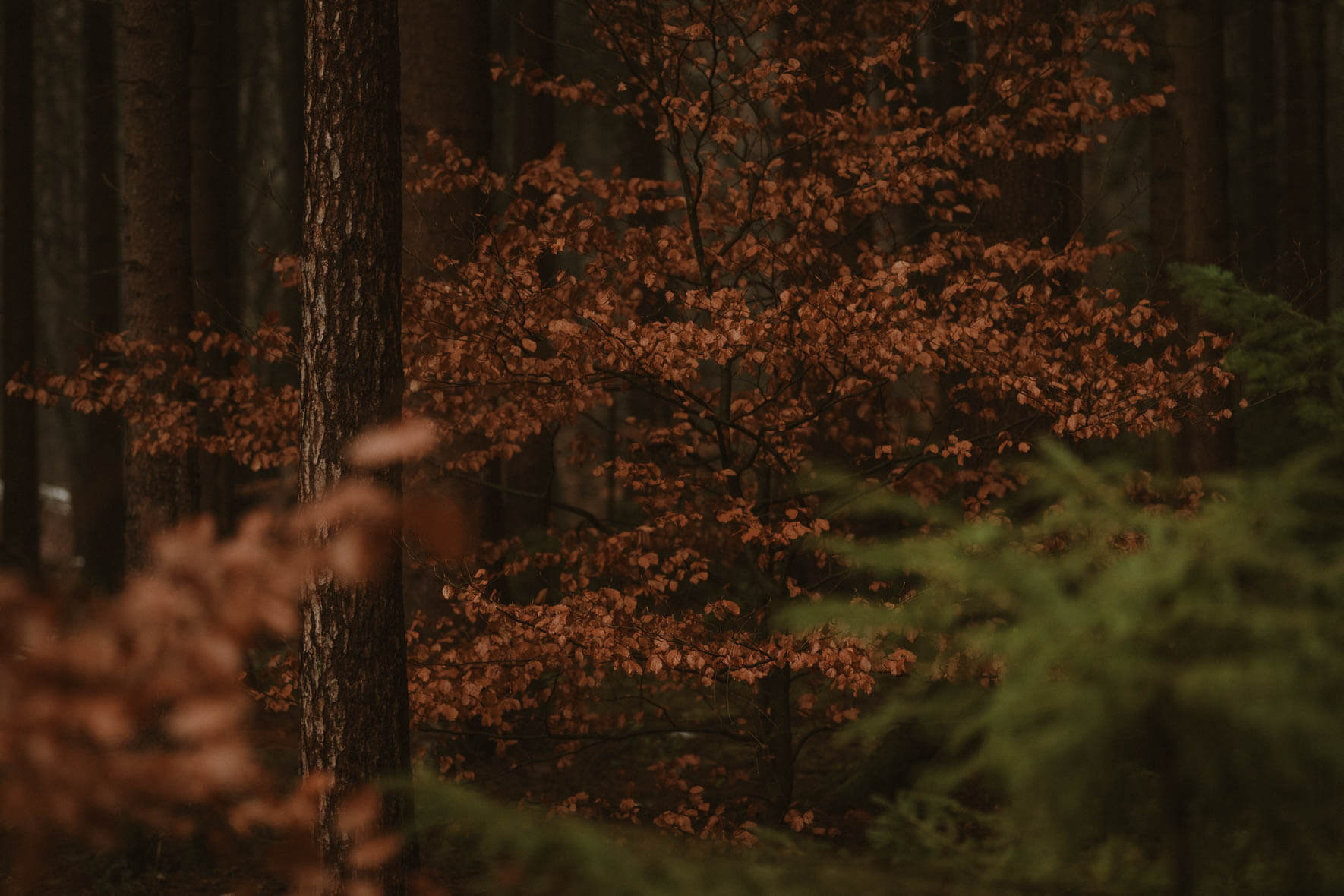 Atmospheric autumn forest with green and orange leaves