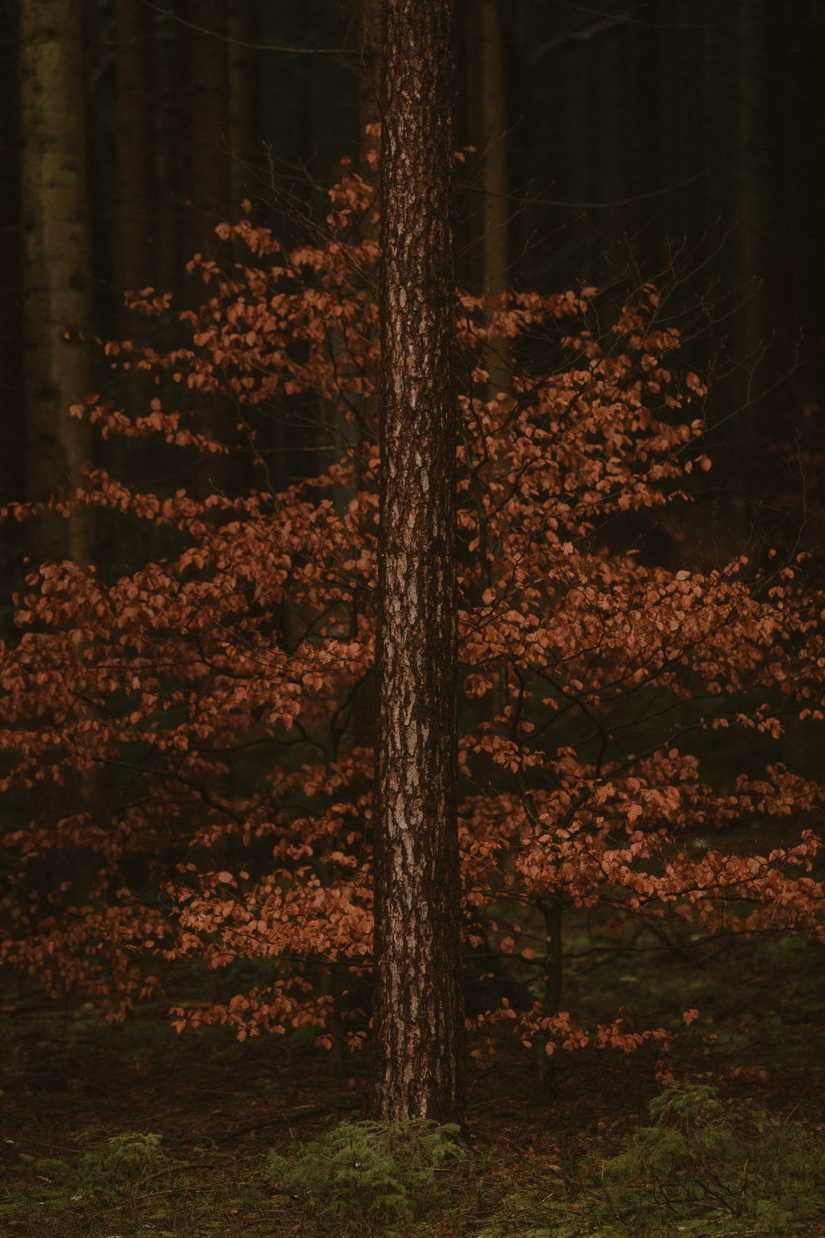 Single tree in autumn forest in front of red leaves