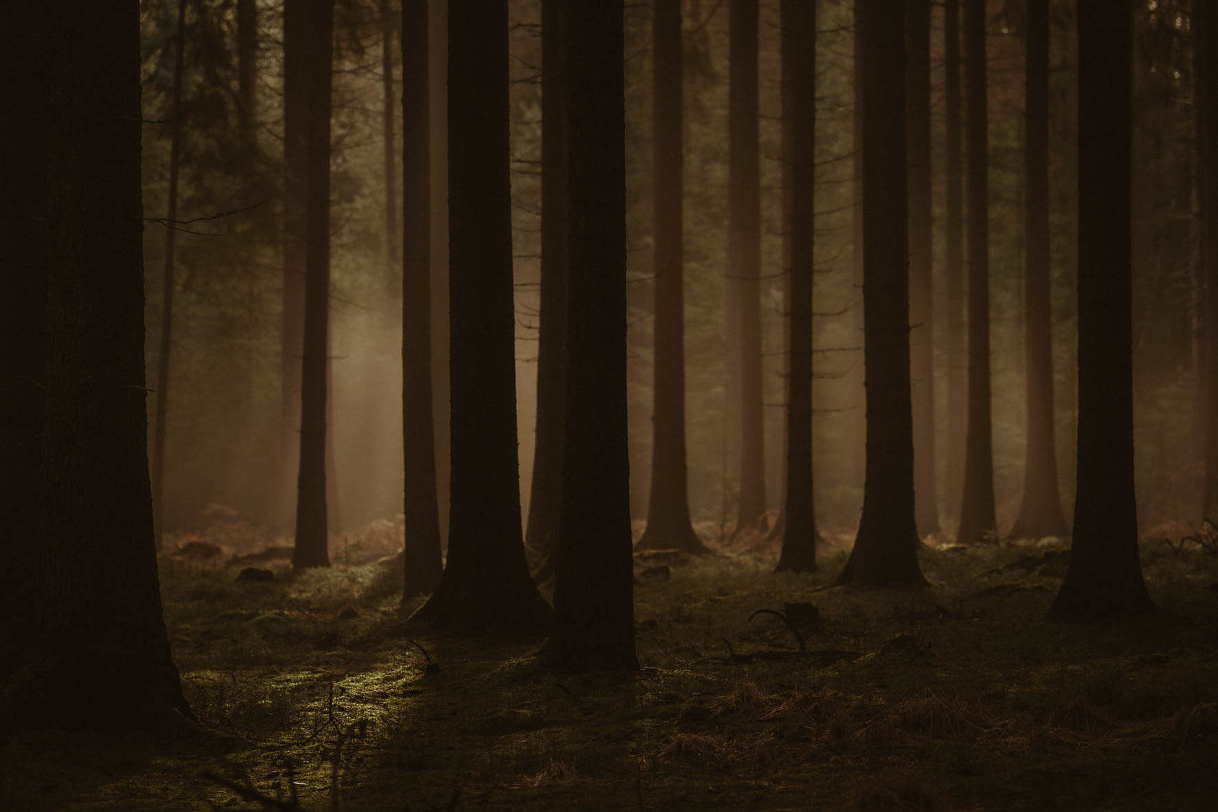 Morning fog in autumn forest with soft light