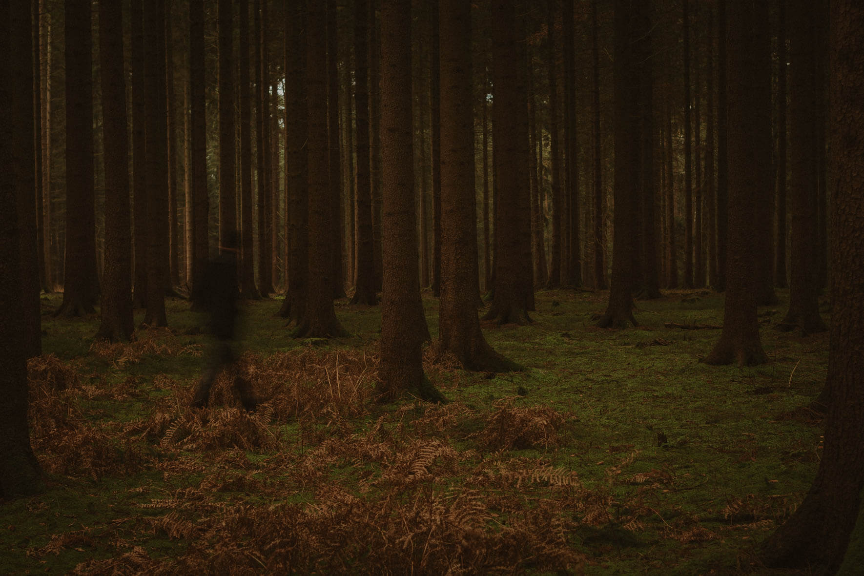 Man walking through dark autumn forest with tall trees and withered ferns