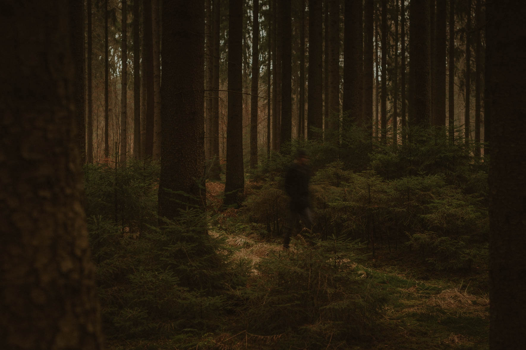 Man walking in a dark autumn forest between high trees and small firs