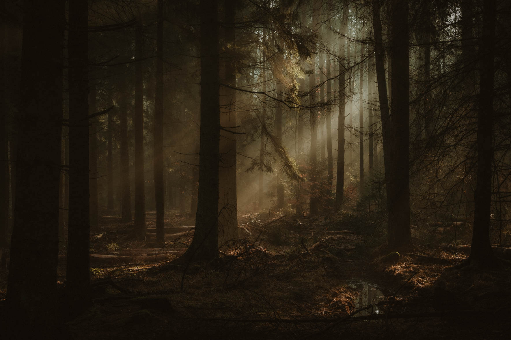 Morning light shines through misty forest in autumn