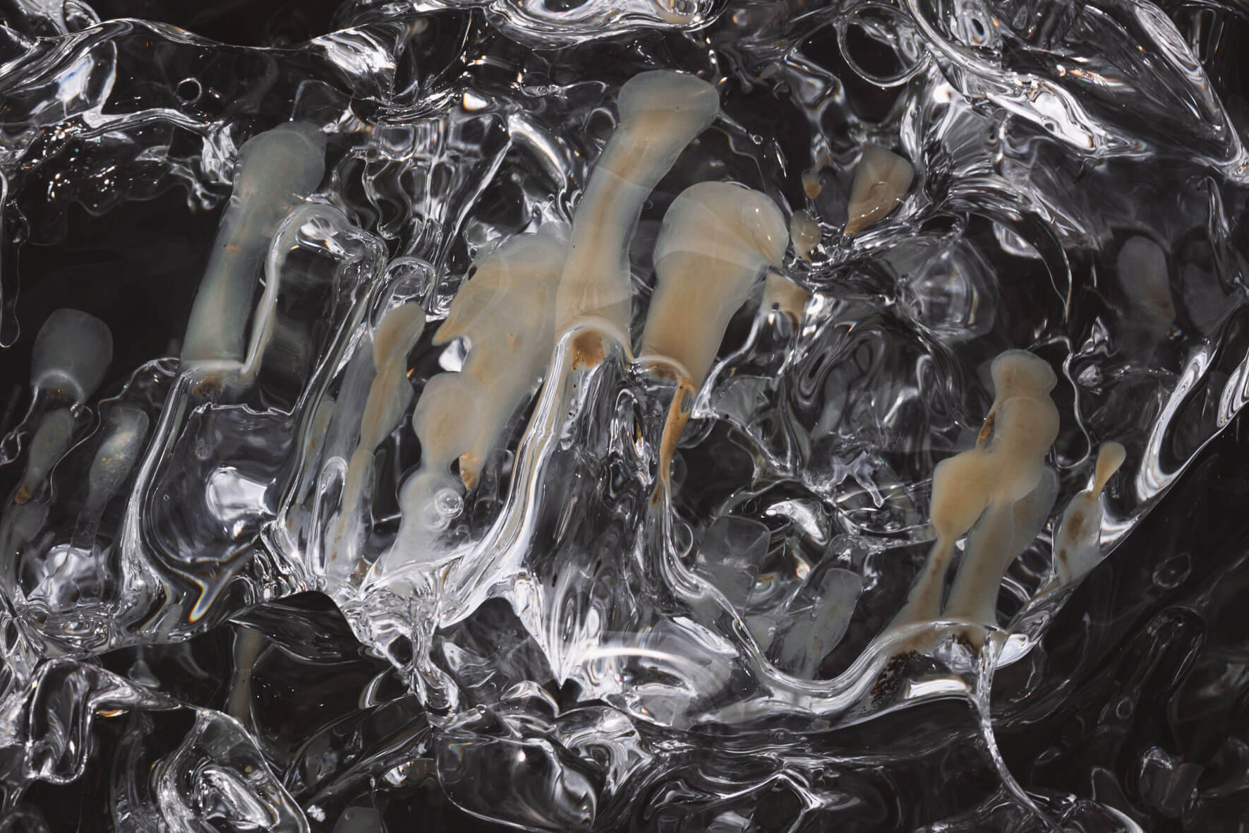 Macro photography of glacial ice of Vatnajökull glacier in Iceland with air pockets