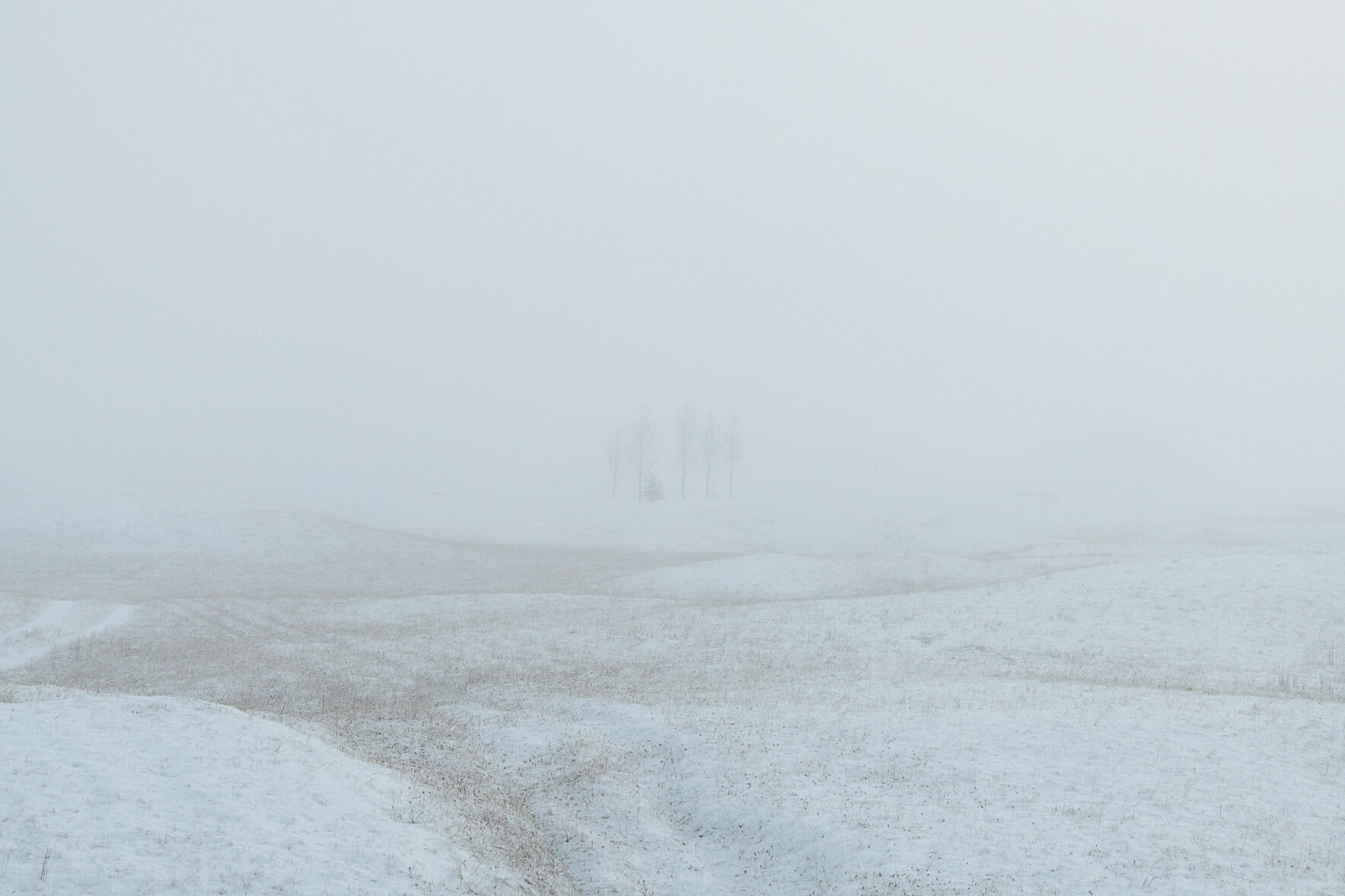 Minimalist scene with snow covered field and group of trees in winter