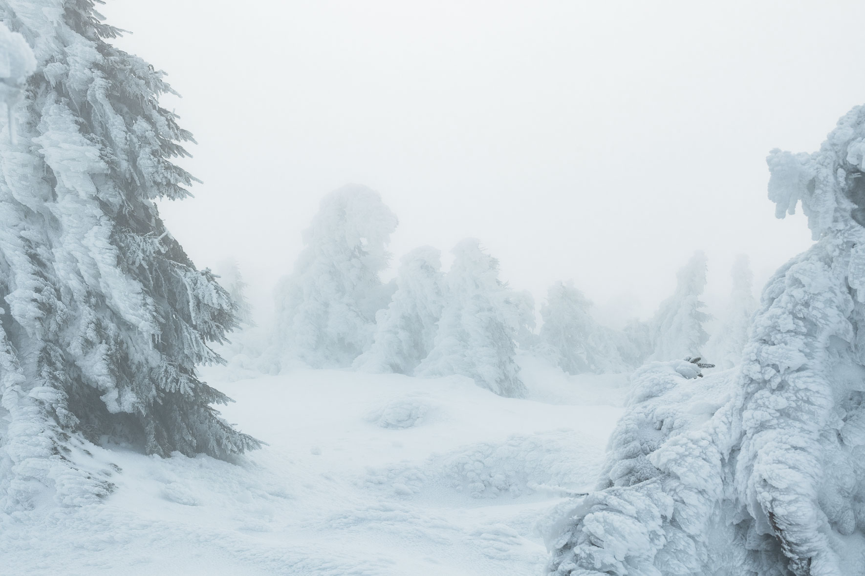 Soft light over snow covered trees in the Harz Mountains of Germany