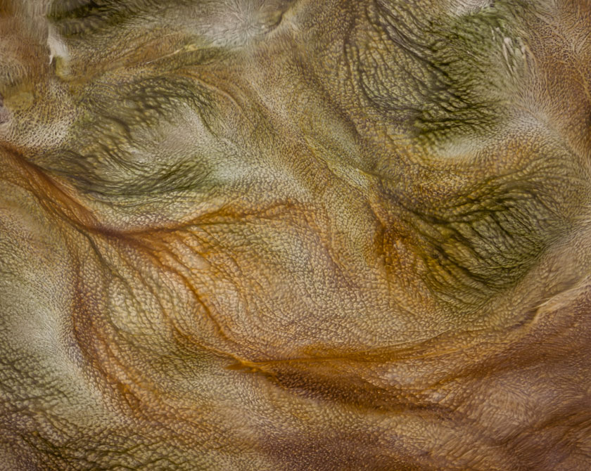 Abstract macro photography of a stream bed in a geothermal area Mývatn, Iceland