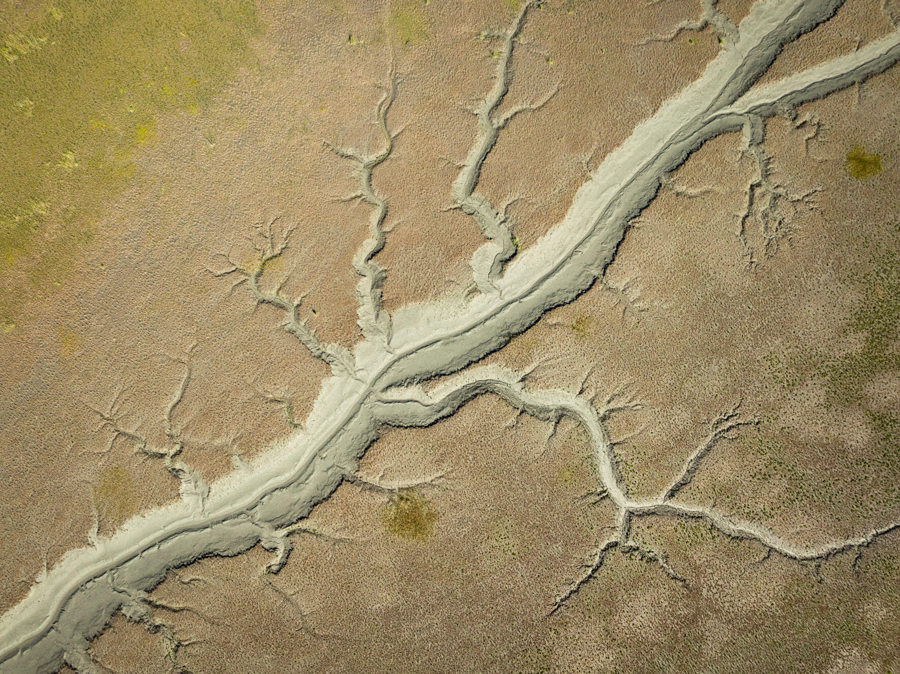 Meandering tidal channels in Alaska carve through exposed coastal mudflats at low tide