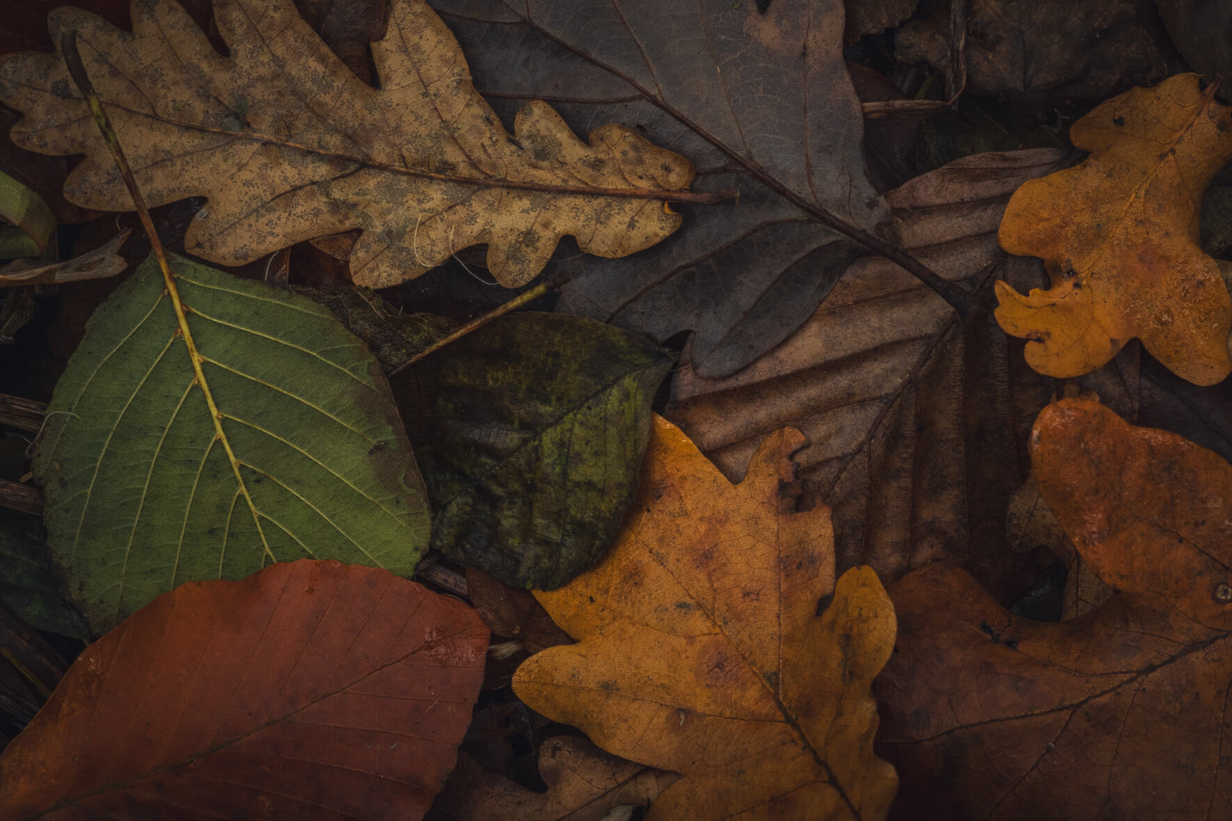 Colorful mix of green yellow and brown autumn leaves on forest floor