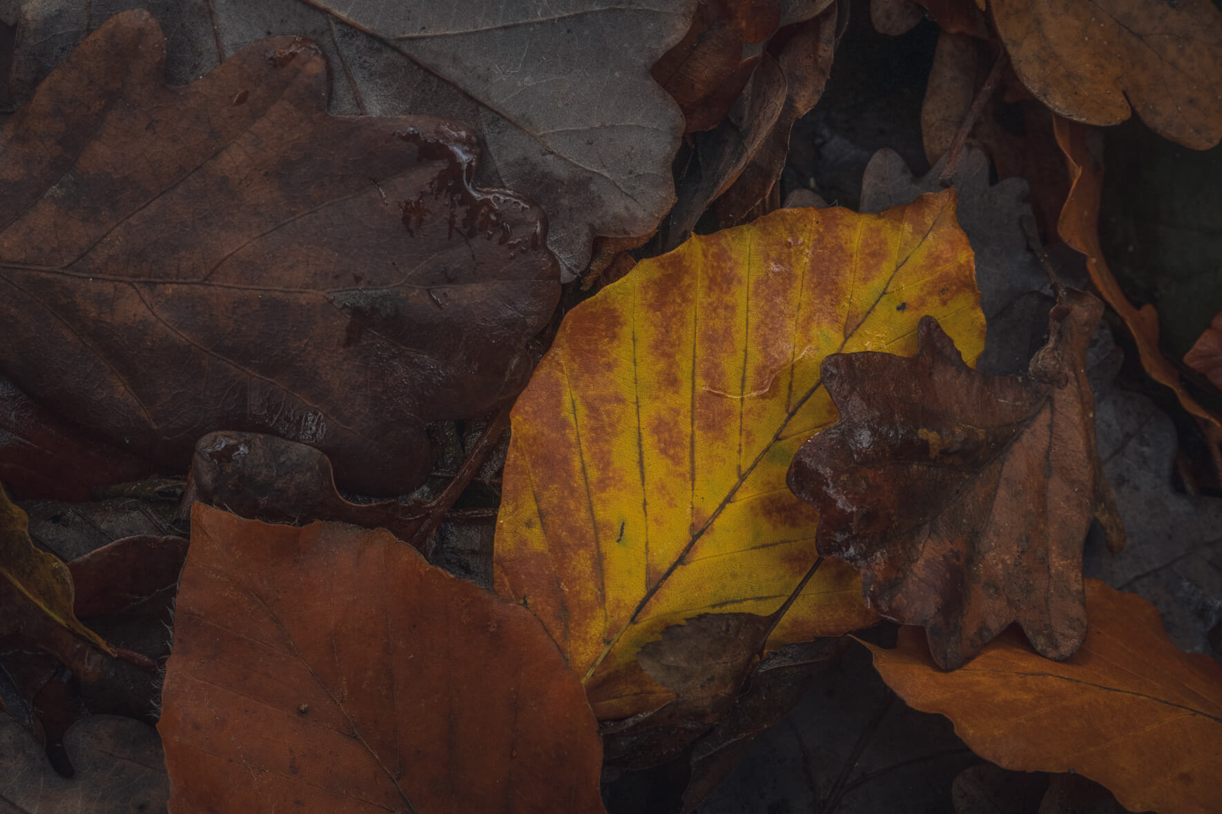 Fallen leaves on wet autumn forest floor