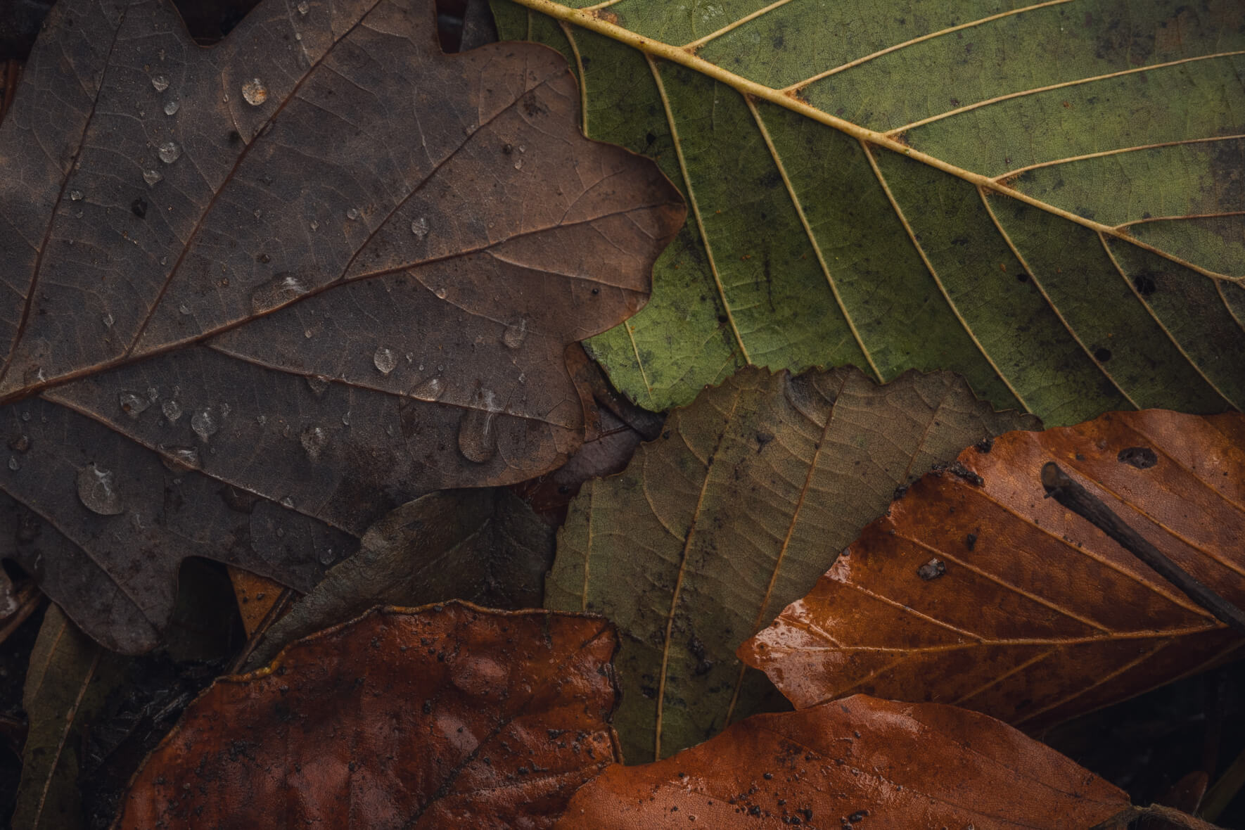 Overhead view of colorful fallen leaves on forest ground with droplets