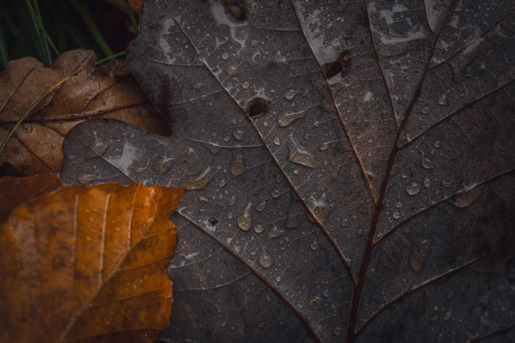 Wet autumn leaves in muted tones in forest near Hamburg