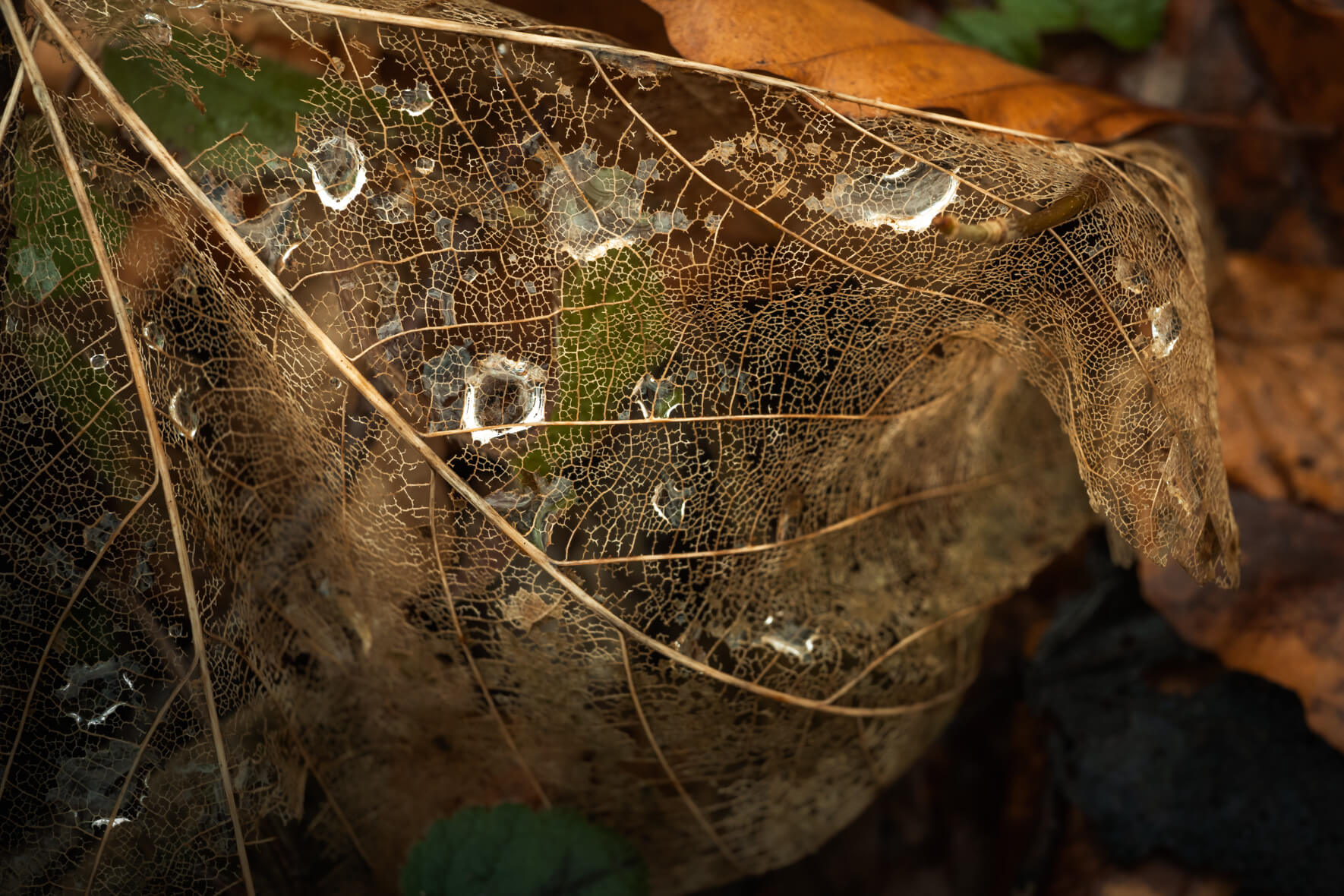 Close-up of decayed leaf skeleton with fine vein network and soft moisture highlights