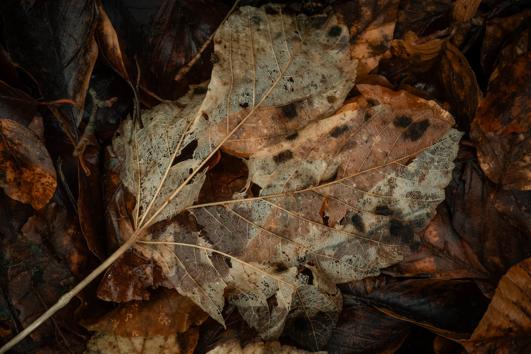 Overlapping decayed leaves showing fine lace-like textures and earthy tones