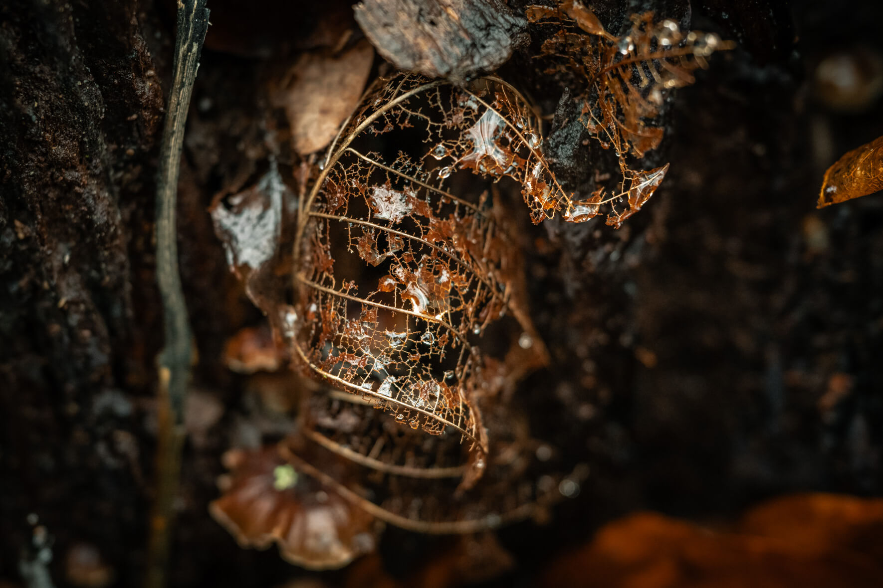 Decayed leaf veins in soft brown and teal tones on damp forest ground