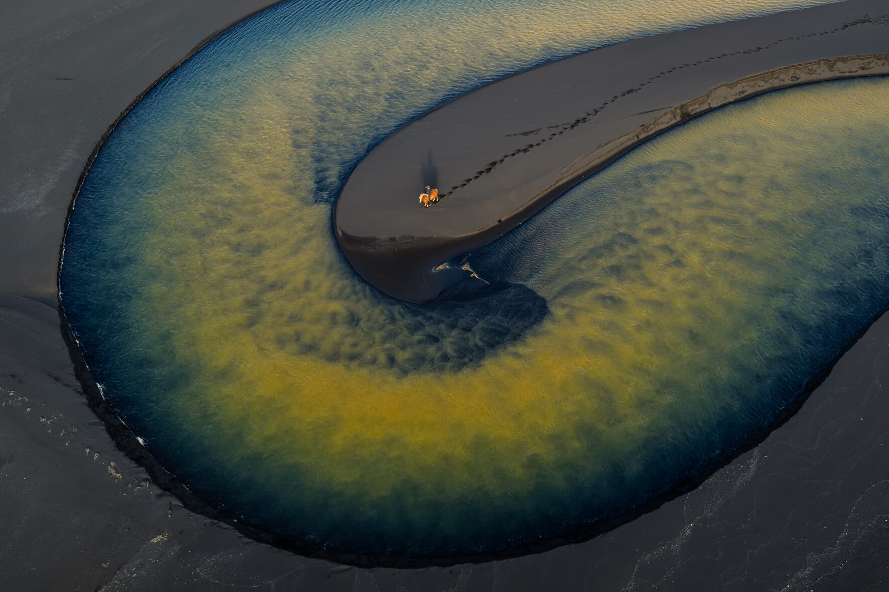 Aerial view of Icelandic horse on black sand island framed by soft golden river currents