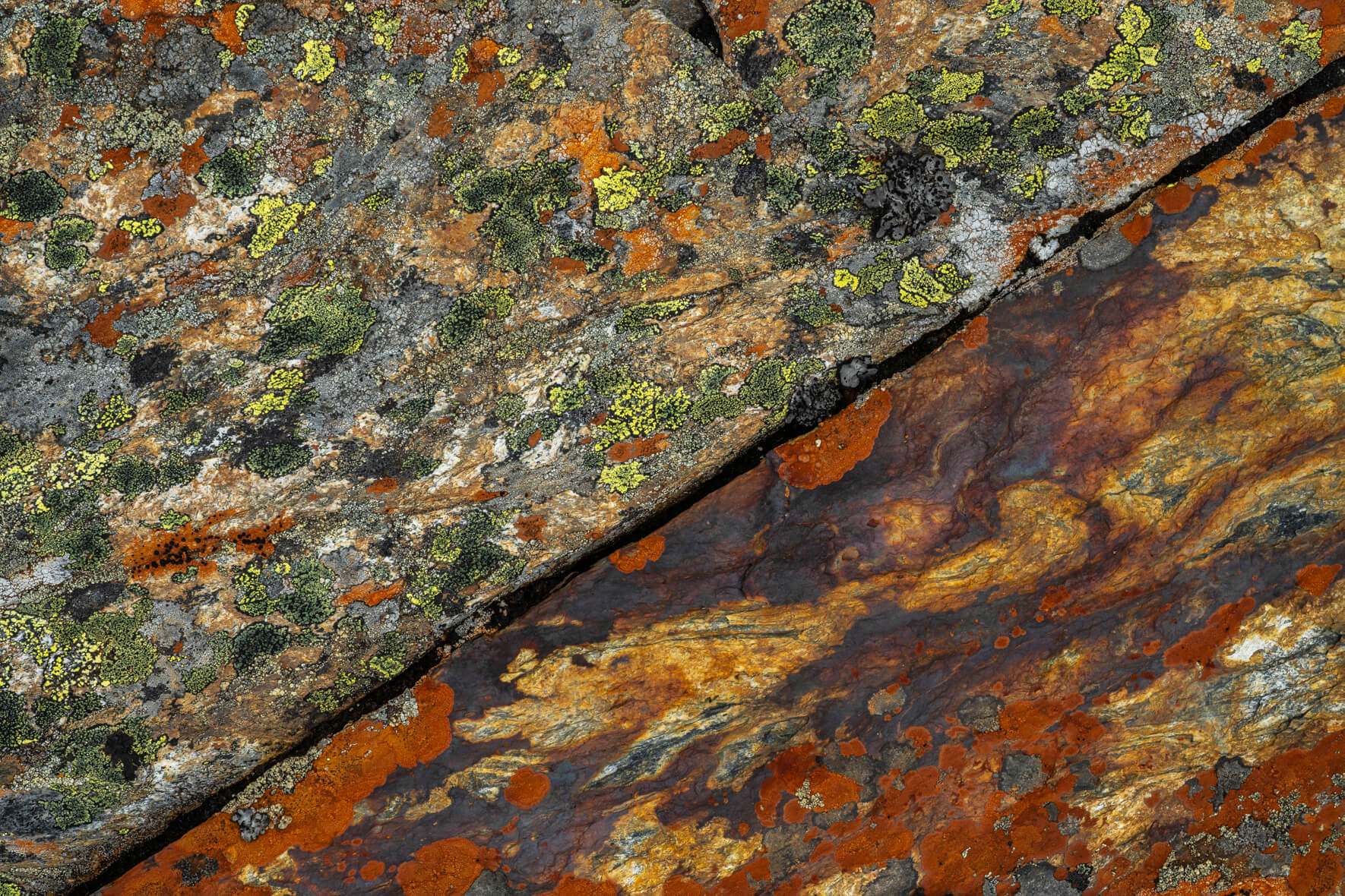 Oxidized rock surface covered with patches of colorful lichens and a crack through middle