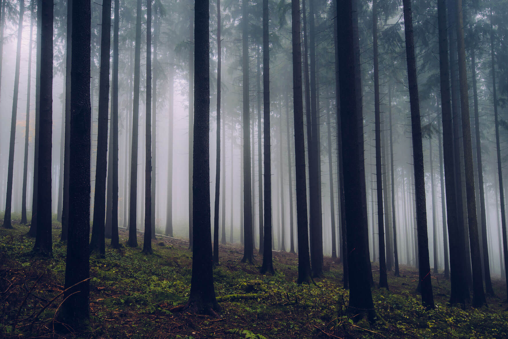 Tall trees in foggy forest in Germany