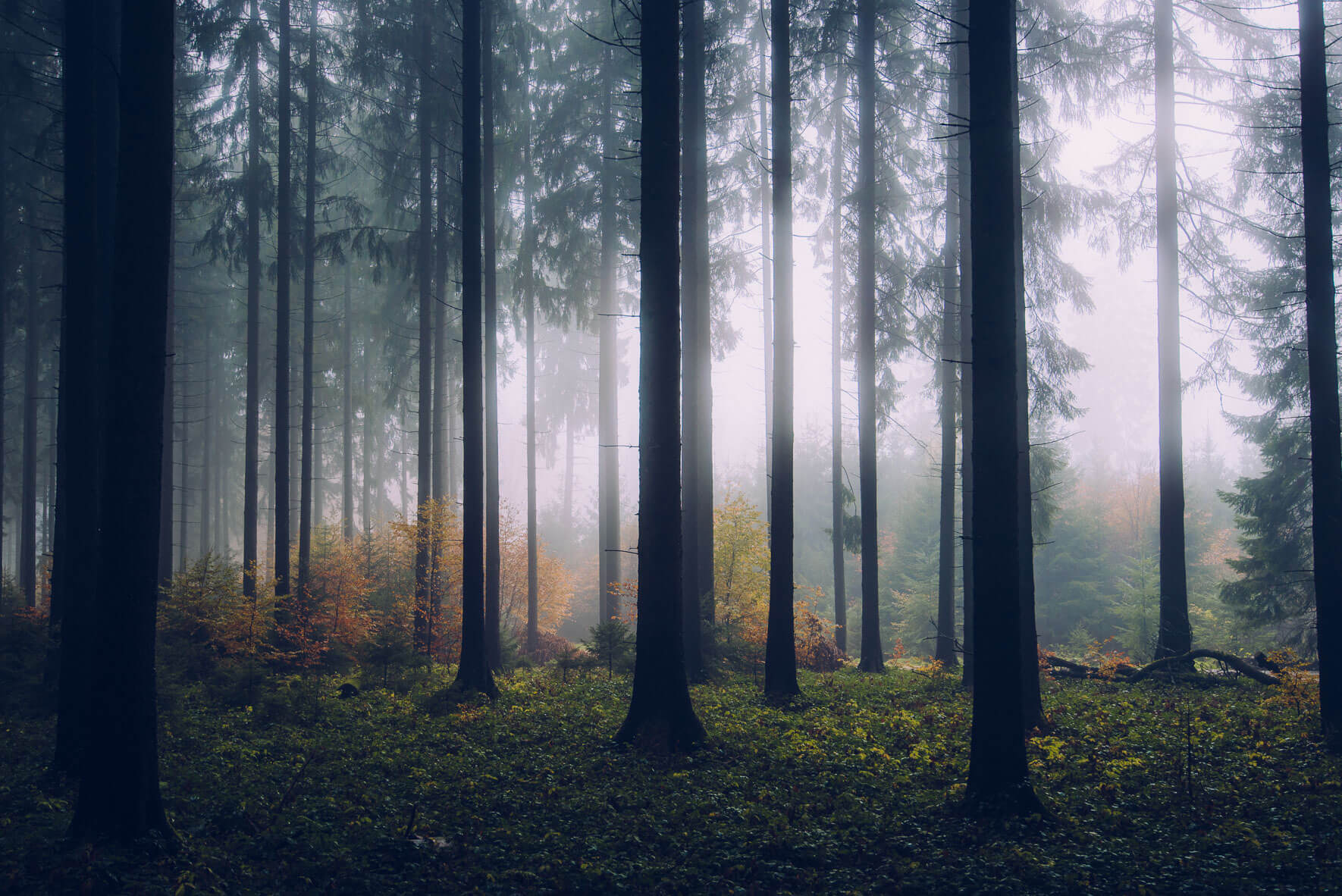 Dark autumn forest in Germany with sunlight shining through